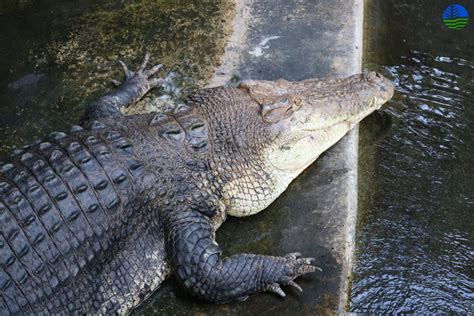 philippines dangerous animals|As humans close in on their habitat, crocodiles in the .